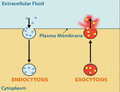 Endocytosis & Exocytosis