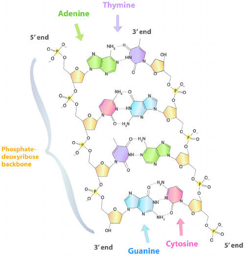phosphate deoxyribose backbone