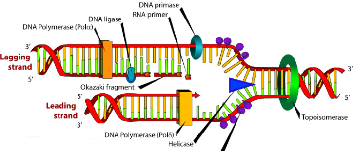 topoisomerase